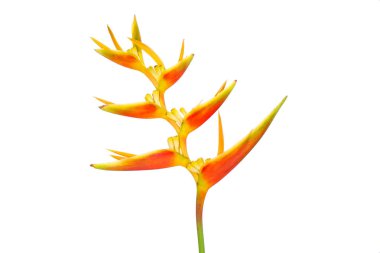 Süslü çiçekler: Heliconia (Heliconia x nickeriensis) Kesilen çiçekler için büyük bir sarmal, Heliconia marginalia ve H. psittacorum arasında bir melez. Beyaz arkaplanda izole