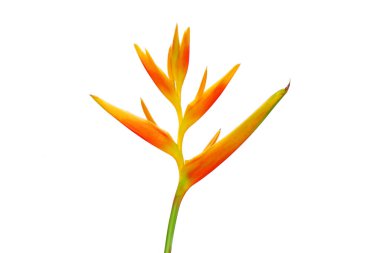Süslü çiçekler: Heliconia (Heliconia x nickeriensis) Kesilen çiçekler için büyük bir sarmal, Heliconia marginalia ve H. psittacorum arasında bir melez. Beyaz arkaplanda izole