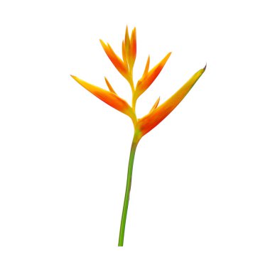 Süslü çiçekler: Heliconia (Heliconia x nickeriensis) Kesilen çiçekler için büyük bir sarmal, Heliconia marginalia ve H. psittacorum arasında bir melez. Beyaz arkaplanda izole