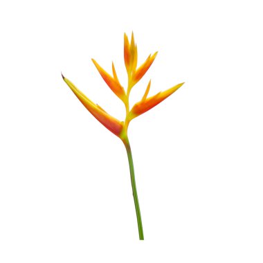 Süslü çiçekler: Heliconia (Heliconia x nickeriensis) Kesilen çiçekler için büyük bir sarmal, Heliconia marginalia ve H. psittacorum arasında bir melez. Beyaz arkaplanda izole