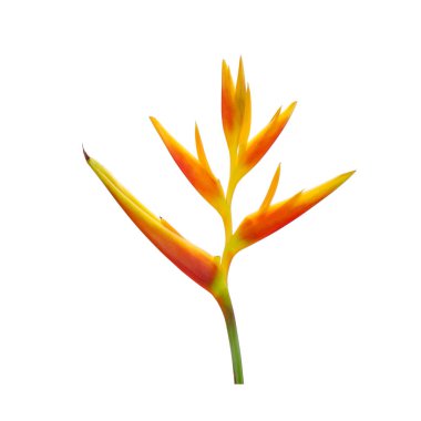 Süslü çiçekler: Heliconia (Heliconia x nickeriensis) Kesilen çiçekler için büyük bir sarmal, Heliconia marginalia ve H. psittacorum arasında bir melez. Beyaz arkaplanda izole
