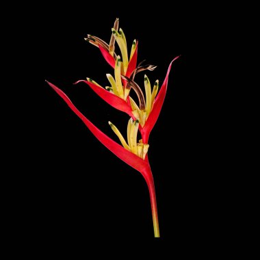 Papağan gagası (Heliconia psittacorum) papağan çiçeği, papağan çiçeği, papağan çiçeği veya sahte cennet kuşu olarak da bilinir. Genellikle tropik bir süs bitkisi olarak yetiştirilir. İzole edilmiş
