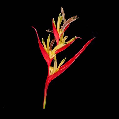 Papağan gagası (Heliconia psittacorum) papağan çiçeği, papağan çiçeği, papağan çiçeği veya sahte cennet kuşu olarak da bilinir. Genellikle tropik bir süs bitkisi olarak yetiştirilir. İzole edilmiş