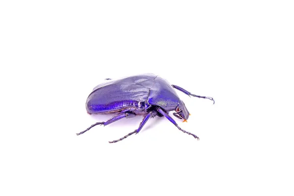 Blauer Käfer Isoliert Auf Weißem Hintergrund Leuchtend Blaue Blütenkäfer — Stockfoto