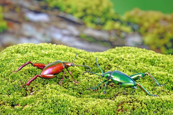 Büyük Bacaklı Kurbağa Bacaklı Yaprak Böceği Sagra Femorata Tayland Tropikal — Stok fotoğraf