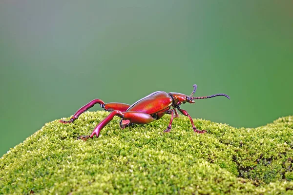 大腿或青蛙腿叶甲虫 Sagra Femorata 泰国热带雨林中的金属色甲虫 具有模糊背景 复制空间的选择性焦点 — 图库照片