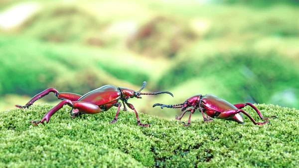 Big-legged or Frog-legged leaf beetle (Sagra femorata). Metallic color beetles in tropical rain forest of Thailand. Selective focus with blurred nature background, copy space