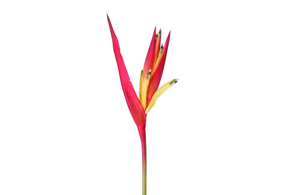 Becco Pappagalli Heliconia Psittacorum Noto Anche Come Fiore Pappagallo Fiore — Foto Stock