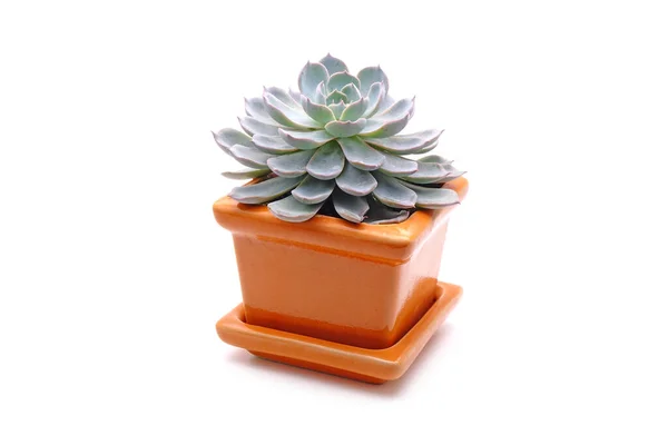 Piante Ornamentali Bella Succulenta Vaso Colore Arancione Isolata Sfondo Bianco — Foto Stock