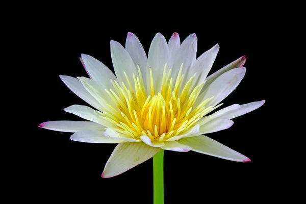 Lírio Água Ninfeia Nome Pérola Sorte Bela Flor Lírio Água — Fotografia de Stock