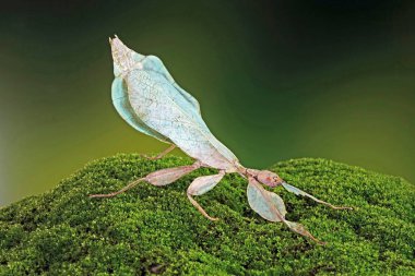 Yaprak böceği (Phyllium bioculatum) yeşil yaprak böceği veya yürüyen yapraklar yaprakların görünümünü almak için kamufle edilir. Nesli tükenmekte olan türler, nadir bulunan ve korunan. Seçici odak, bulanık arkaplan.