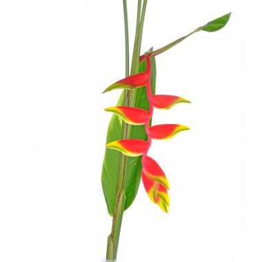 Süslü bitkiler: Heliconia rostrata, aynı zamanda ıstakoz pençesi ya da sahte cennet kuşu olarak da bilinir. Heliconia rostrata, Bolivya 'nın ulusal çiçeğidir. Beyaz arkaplanda izole