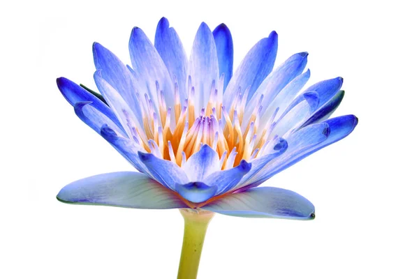 Лілія Води Ньюмхейська Назва Супер Синій Прекрасна Блакитна Квітка Лілійної — стокове фото