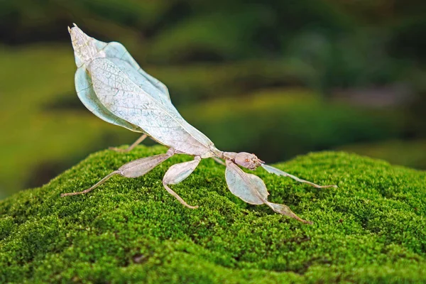 Leaf insect (Phyllium bioculatum) Green leaf insect or Walking leaves are camouflaged to take on the appearance of leaves. Endangered species, rare and protected. Selective focus, blurred background.