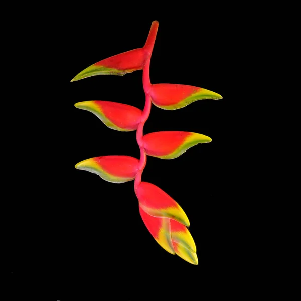 Zierpflanzen Heliconia Rostrata Auch Als Hängende Hummerkralle Oder Falscher Paradiesvogel — Stockfoto