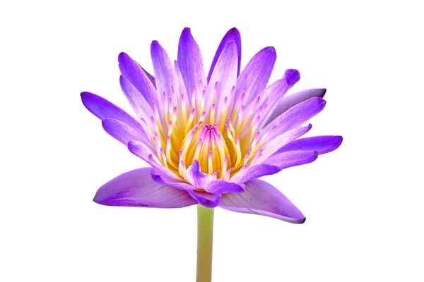 Водяная Лилия Nymphaea Имя Пурпурная Радость Красивый Фиолетовый Цвет Воды Стоковое Фото