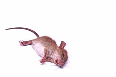 Beyaz arka planda izole edilmiş ölü fare (fare). Seçici odak.