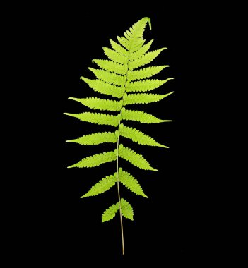 Siyah arkaplanda tropik yeşil eğreltiotu yaprağı izole.