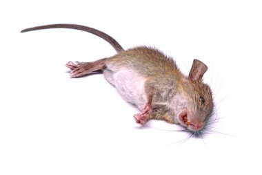 Beyaz arka planda izole edilmiş ölü fare (fare). Seçici odak.