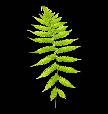 Siyah arkaplanda tropik yeşil eğreltiotu yaprağı izole.