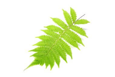 Beyaz arkaplanda tropik yeşil eğreltiotu yaprağı izole