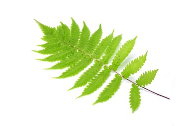 Beyaz arkaplanda tropik yeşil eğreltiotu yaprağı izole