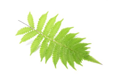 Beyaz arkaplanda tropik yeşil eğreltiotu yaprağı izole