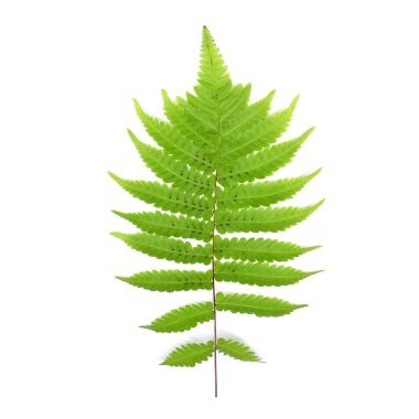 Beyaz arkaplanda tropik yeşil eğreltiotu yaprağı izole