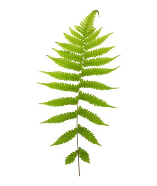 Beyaz arkaplanda tropik yeşil eğreltiotu yaprağı izole