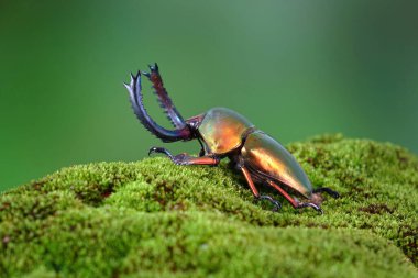 Sawtooth Beetle (Lamprima adolphinae), Yeni Gine ve Papua 'da bulunan bir erkek geyik böceği türüdür. Dünyanın en ünlü evcil hayvanlarından biri. Egzotik hayvanlar.