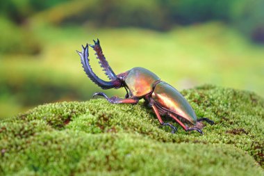 Sawtooth Beetle (Lamprima adolphinae), Yeni Gine ve Papua 'da bulunan bir erkek geyik böceği türüdür. Dünyanın en ünlü evcil hayvanlarından biri. Egzotik hayvanlar.