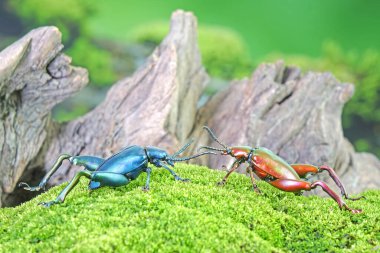 Büyük bacaklı ya da kurbağa bacaklı yaprak böceği (Sagra femorata), Tayland tropikal yağmur ormanlarından gelen metal renkli böcekler.