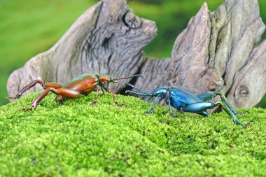 Büyük bacaklı ya da kurbağa bacaklı yaprak böceği (Sagra femorata), Tayland tropikal yağmur ormanlarından gelen metal renkli böcekler.