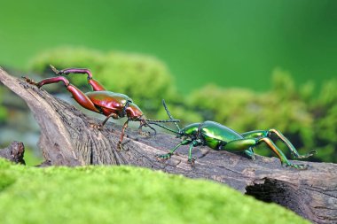 Büyük bacaklı ya da kurbağa bacaklı yaprak böceği (Sagra femorata), Tayland tropikal yağmur ormanlarından gelen metal renkli böcekler.