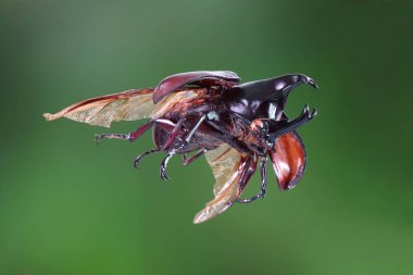 Siyam gergedanı (Xylotrupes gideon) ya da savaşçı böcek, Tayland 'da böcek savaşındaki rolüyle bilinir. Yeni Harika Evcil Hayvanlar Trend, Asya 'dan popüler egzotik hayvanlar.