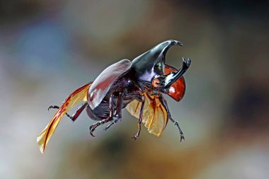 Siyam gergedanı (Xylotrupes gideon) ya da savaşçı böcek, Tayland 'da böcek savaşındaki rolüyle bilinir. Yeni Harika Evcil Hayvanlar Trend, Asya 'dan popüler egzotik hayvanlar.