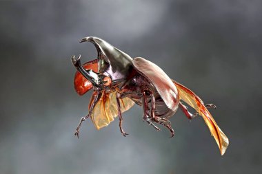 Siyam gergedanı (Xylotrupes gideon) ya da savaşçı böcek, Tayland 'da böcek savaşındaki rolüyle bilinir. Yeni Harika Evcil Hayvanlar Trend, Asya 'dan popüler egzotik hayvanlar.