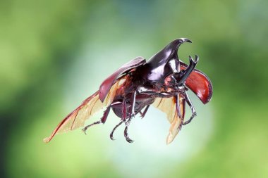 Siyam gergedanı (Xylotrupes gideon) ya da savaşçı böcek, Tayland 'da böcek savaşındaki rolüyle bilinir. Yeni Harika Evcil Hayvanlar Trend, Asya 'dan popüler egzotik hayvanlar.