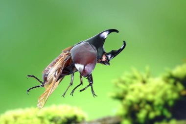 Siyam gergedanı (Xylotrupes gideon) ya da savaşçı böcek, Tayland 'da böcek savaşındaki rolüyle bilinir. Yeni Harika Evcil Hayvanlar Trend, Asya 'dan popüler egzotik hayvanlar.
