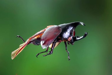 Siyam gergedanı (Xylotrupes gideon) ya da savaşçı böcek, Tayland 'da böcek savaşındaki rolüyle bilinir. Yeni Harika Evcil Hayvanlar Trend, Asya 'dan popüler egzotik hayvanlar.