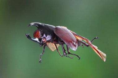 Siyam gergedanı (Xylotrupes gideon) ya da savaşçı böcek, Tayland 'da böcek savaşındaki rolüyle bilinir. Yeni Harika Evcil Hayvanlar Trend, Asya 'dan popüler egzotik hayvanlar.