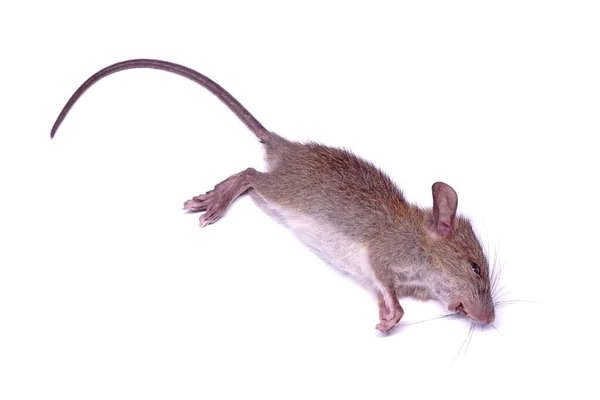 Tikus Mati Terisolasi Latar Belakang Putih Fokus Selektif — Stok Foto
