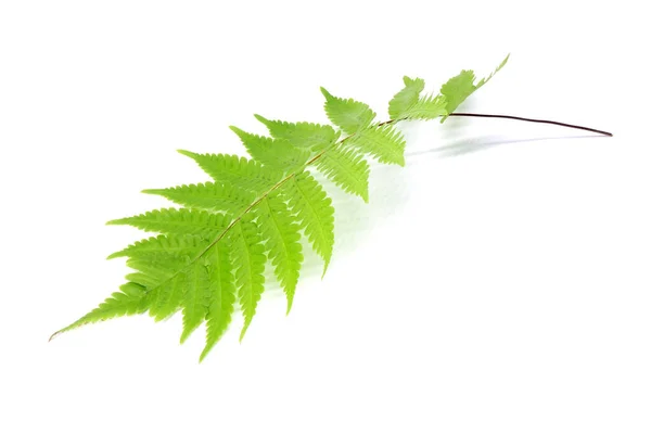 白い背景に隔離された熱帯緑のシダの葉 — ストック写真