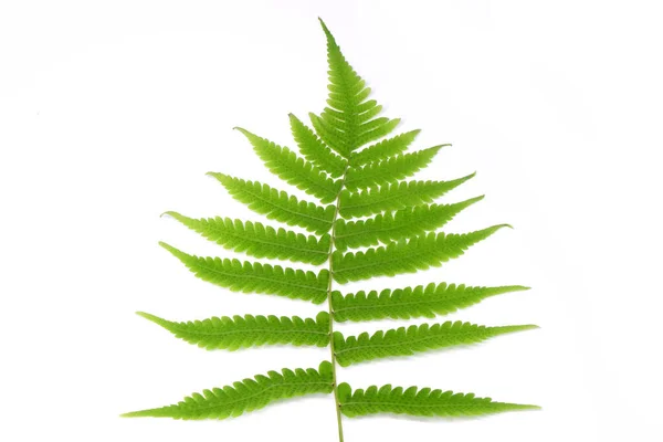 Тропический Зеленый Лист Папоротника Изолирован Белом Фоне — стоковое фото