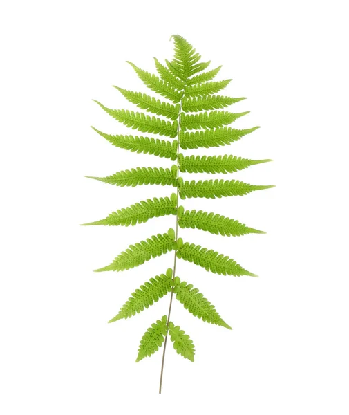 Тропічний Зелений Лист Папороті Ізольований Білому Тлі — стокове фото