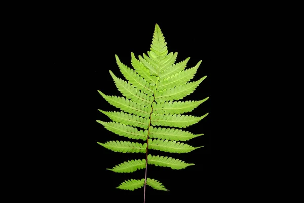 Feuille Feuille Fougère Verte Tropicale Isolée Sur Fond Noir — Photo