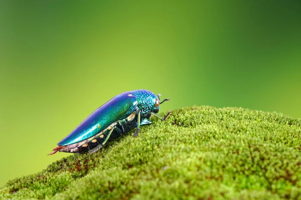 Juvelskalbaggar Eller Metalliska Trätråkiga Skalbaggar Världens Vackraste Insekter Med Sina — Stockfoto