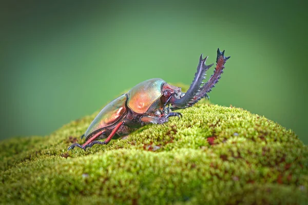 サウツノムシ Lamprima Adolphinae ニューギニアやパプア州で見られるルカニダイ科のクワガムシの一種である 世界で最も有名なペット昆虫の一つ エキゾチックなペット — ストック写真