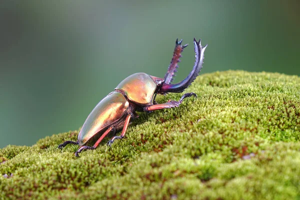 Lamprima Adolphinae Uma Espécie Insetos Coleópteros Polífagos Pertencente Família Lucanidae — Fotografia de Stock