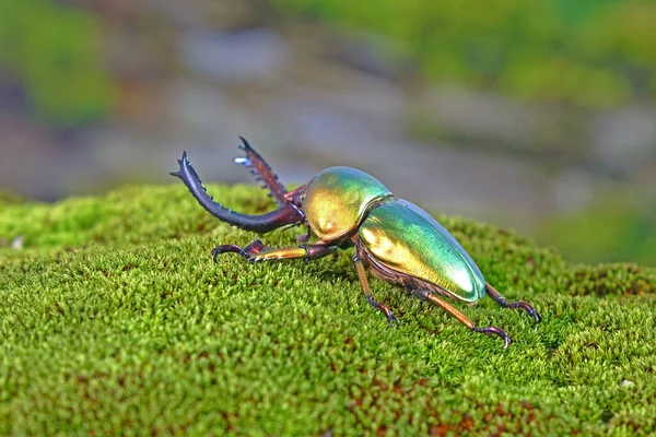 Sawtooth Beetle Lamprima Adolphinae Yeni Gine Papua Bulunan Bir Erkek — Stok fotoğraf